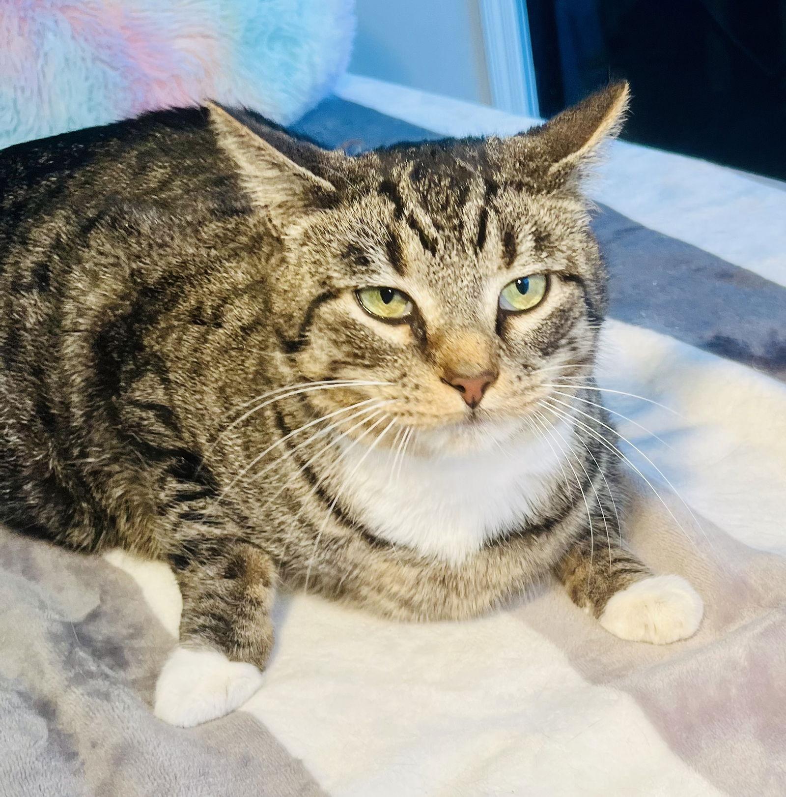 Enlarge Pellegrino, a Adoptable mixed breed in Lexington, SC image 2/3