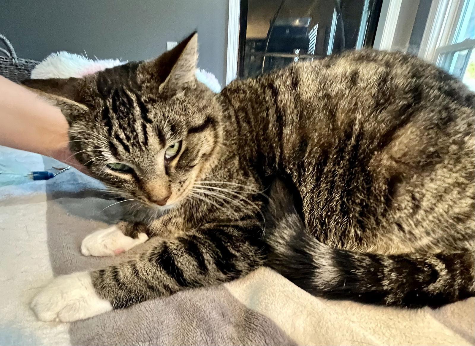 Enlarge Pellegrino, a Adoptable mixed breed in Lexington, SC image 3/3