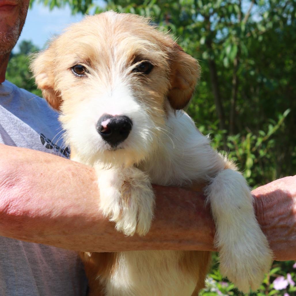 CT Ruger, Adoptable, Puppy Male Terrier & Mixed Breed.