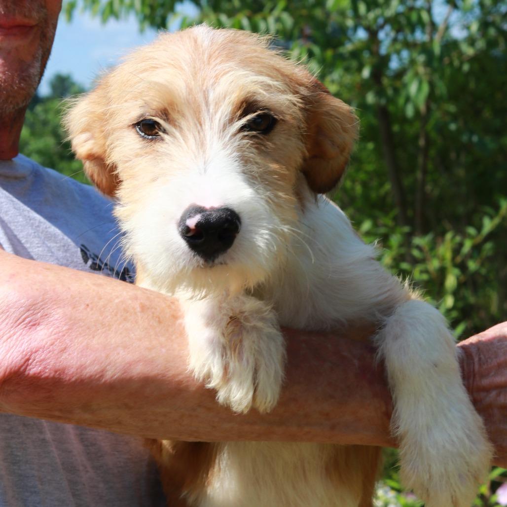 CT Ruger, a Adoptable mixed breed in Eastford, CT image 4/4
