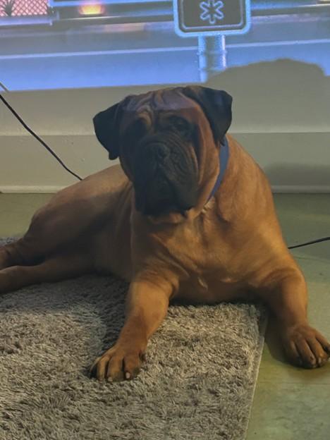MR B. - CA, adopted, Adult Male Bullmastiff.