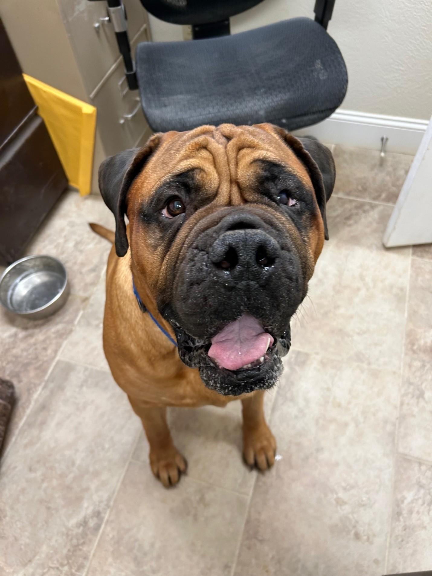 MR B. - CA, an adopted Bullmastiff in Bakersfield, CA image 5/5