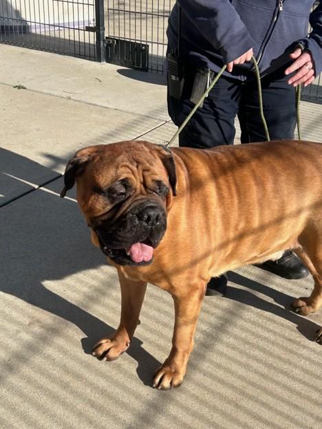 MR B. - CA, an adopted Bullmastiff in Bakersfield, CA image 4/5