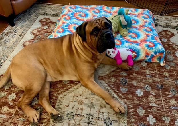 MR B. - CA, an adopted Bullmastiff in Bakersfield, CA image 2/5
