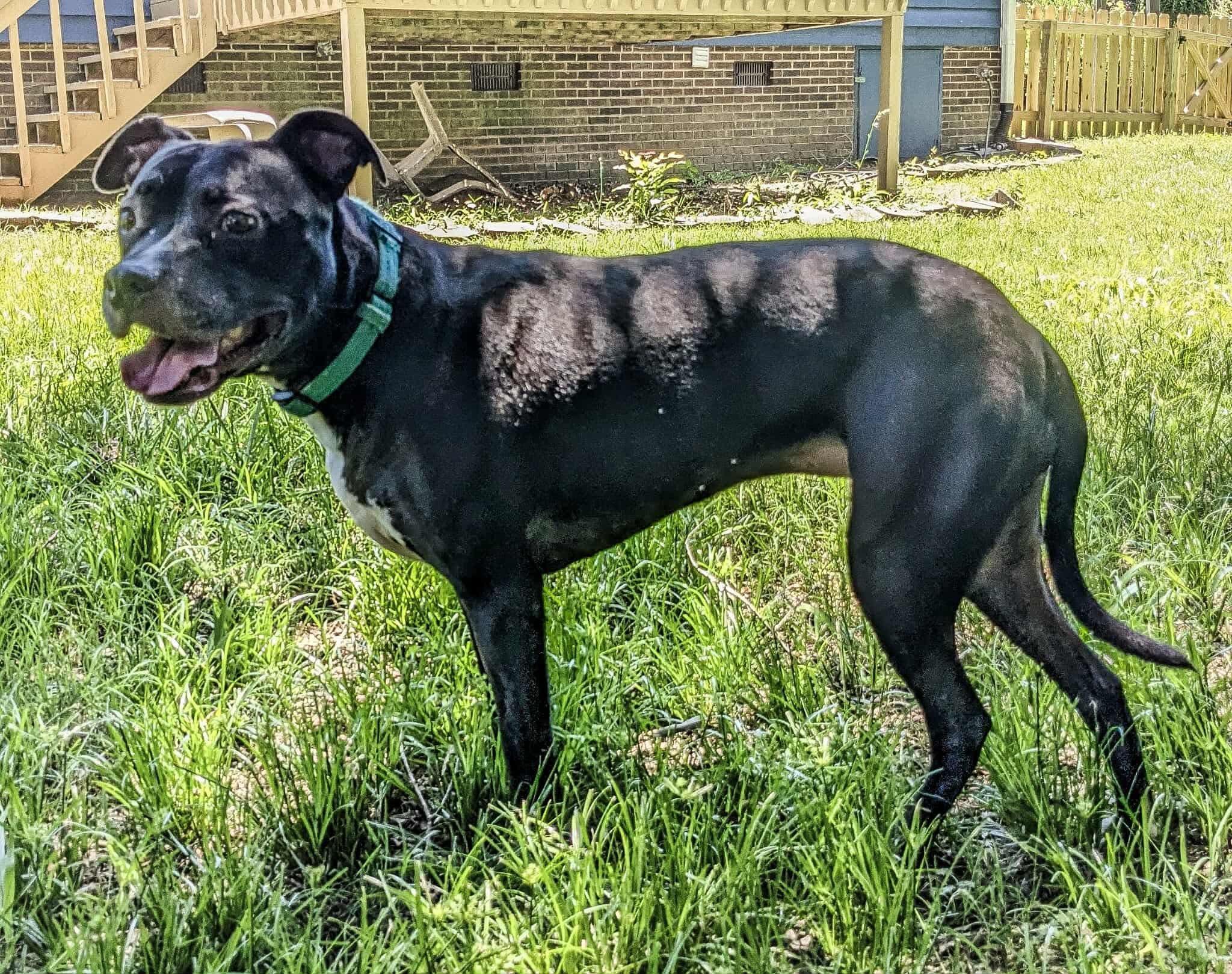 Blaise, an adoptable American Staffordshire Terrier, Labrador Retriever in Charlotte, NC, 28215 | Photo Image 3