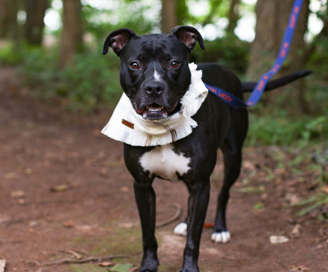 Blaise, an adoptable American Staffordshire Terrier, Labrador Retriever in Charlotte, NC, 28215 | Photo Image 2