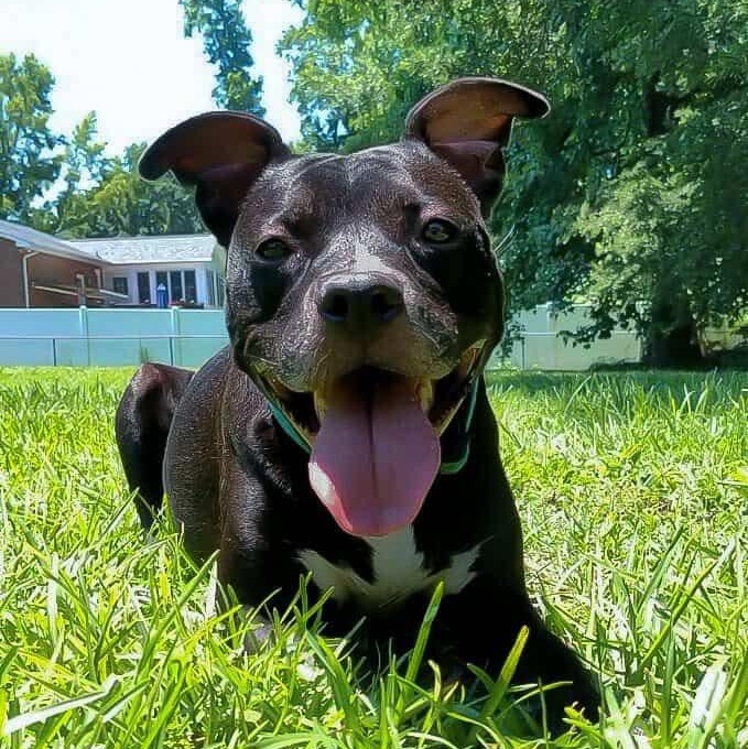 Enlarge Blaise, a Adoptable mixed breed in Charlotte, NC image 2/6