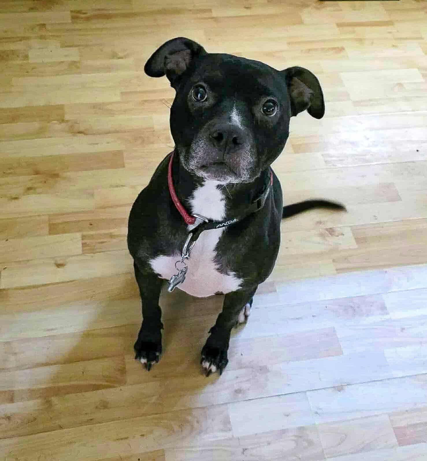 Blaise, an adoptable American Staffordshire Terrier, Labrador Retriever in Charlotte, NC, 28215 | Photo Image 4