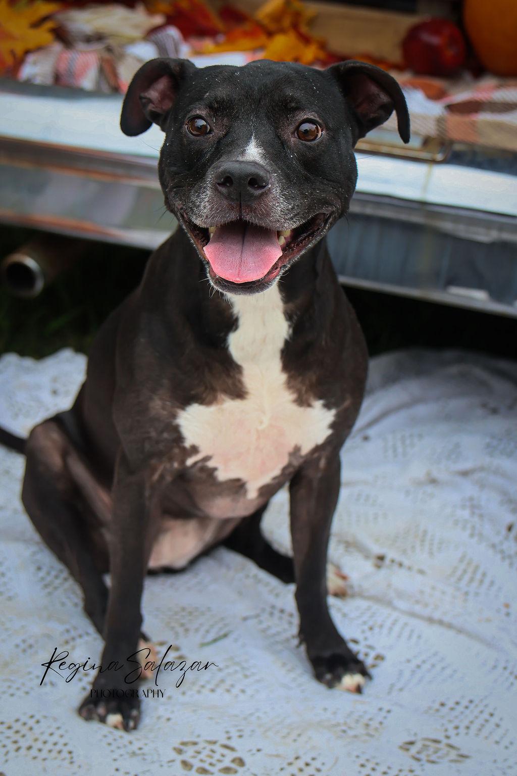 Blaise, an adoptable American Staffordshire Terrier, Labrador Retriever in Charlotte, NC, 28215 | Photo Image 1