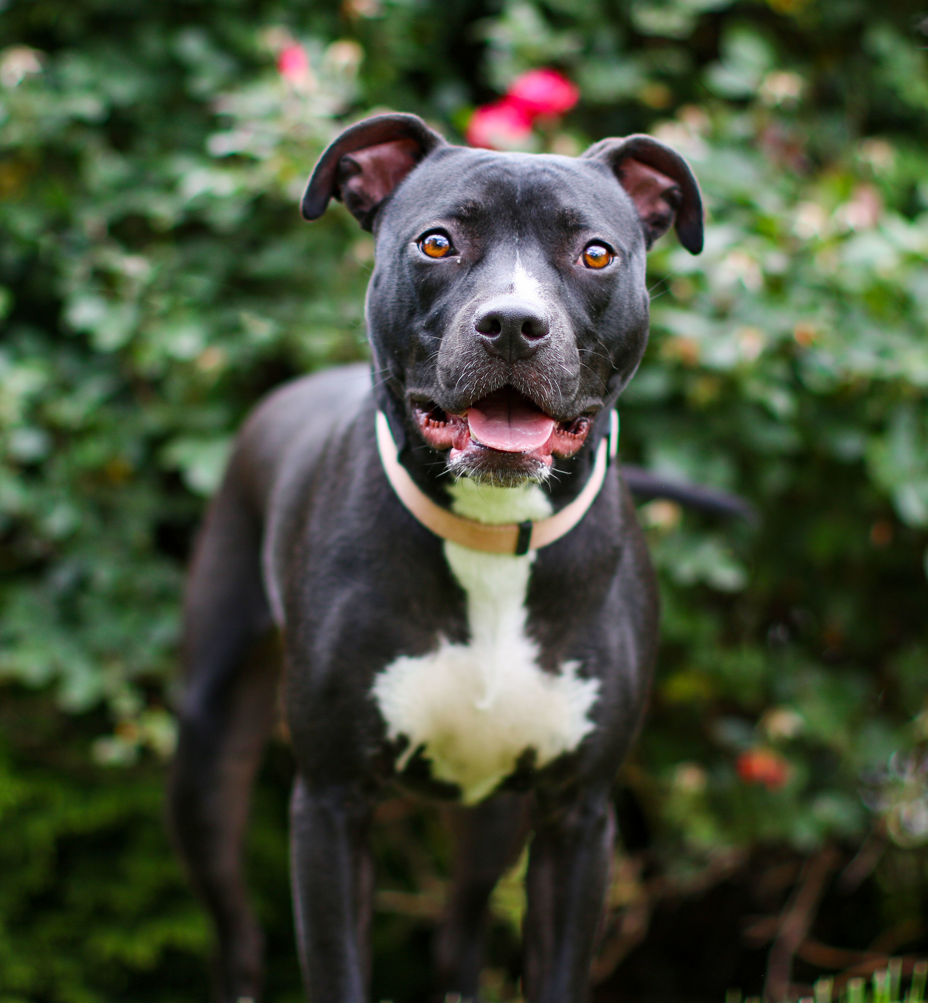 Blaise, an adoptable American Staffordshire Terrier, Labrador Retriever in Charlotte, NC, 28215 | Photo Image 4