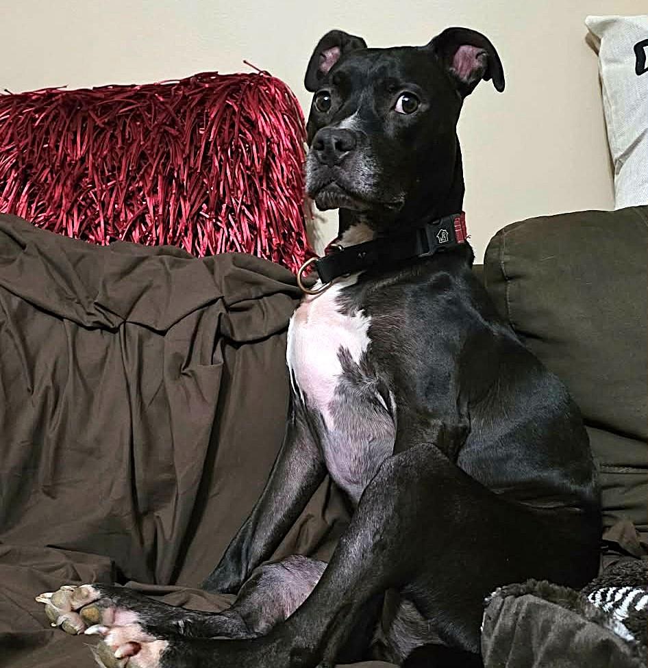 Enlarge Blaise, a Adoptable mixed breed in Charlotte, NC image 3/6
