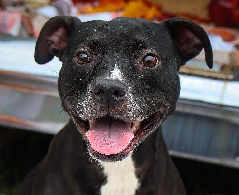 Blaise, Adoptable, Adult Female American Staffordshire Terrier & Labrador Retriever.
