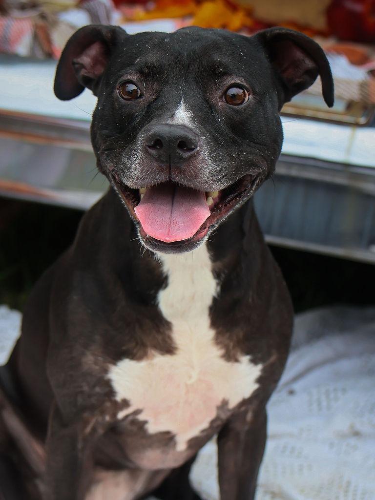 Enlarge Blaise, a Adoptable mixed breed in Charlotte, NC image 1/6