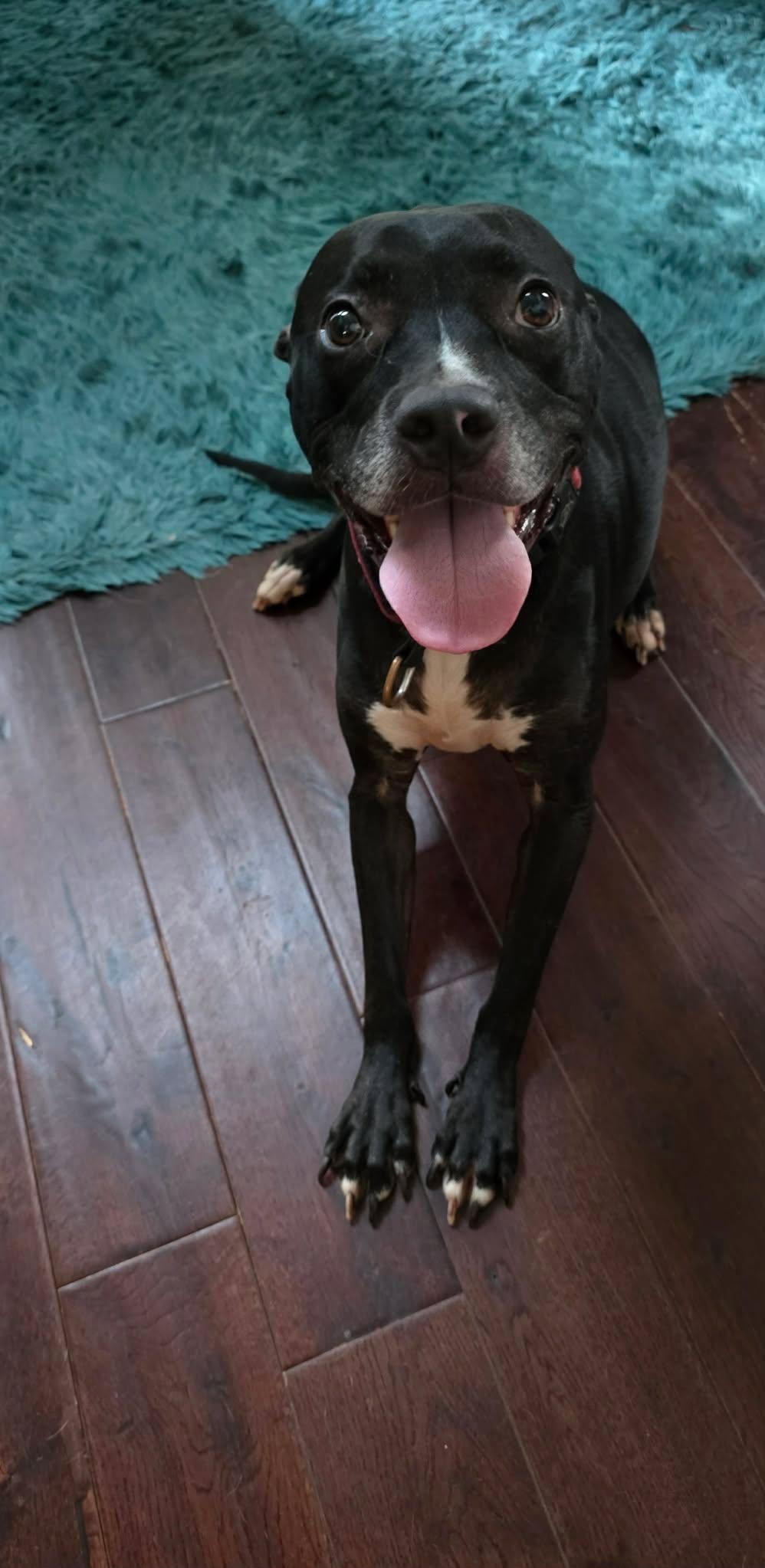 Enlarge Blaise, a Adoptable mixed breed in Charlotte, NC image 6/6