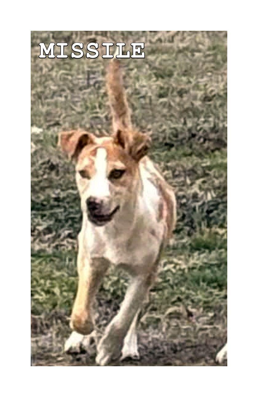 Missile, a ADOPTABLE mixed breed in Melbourne, AR image 1/3