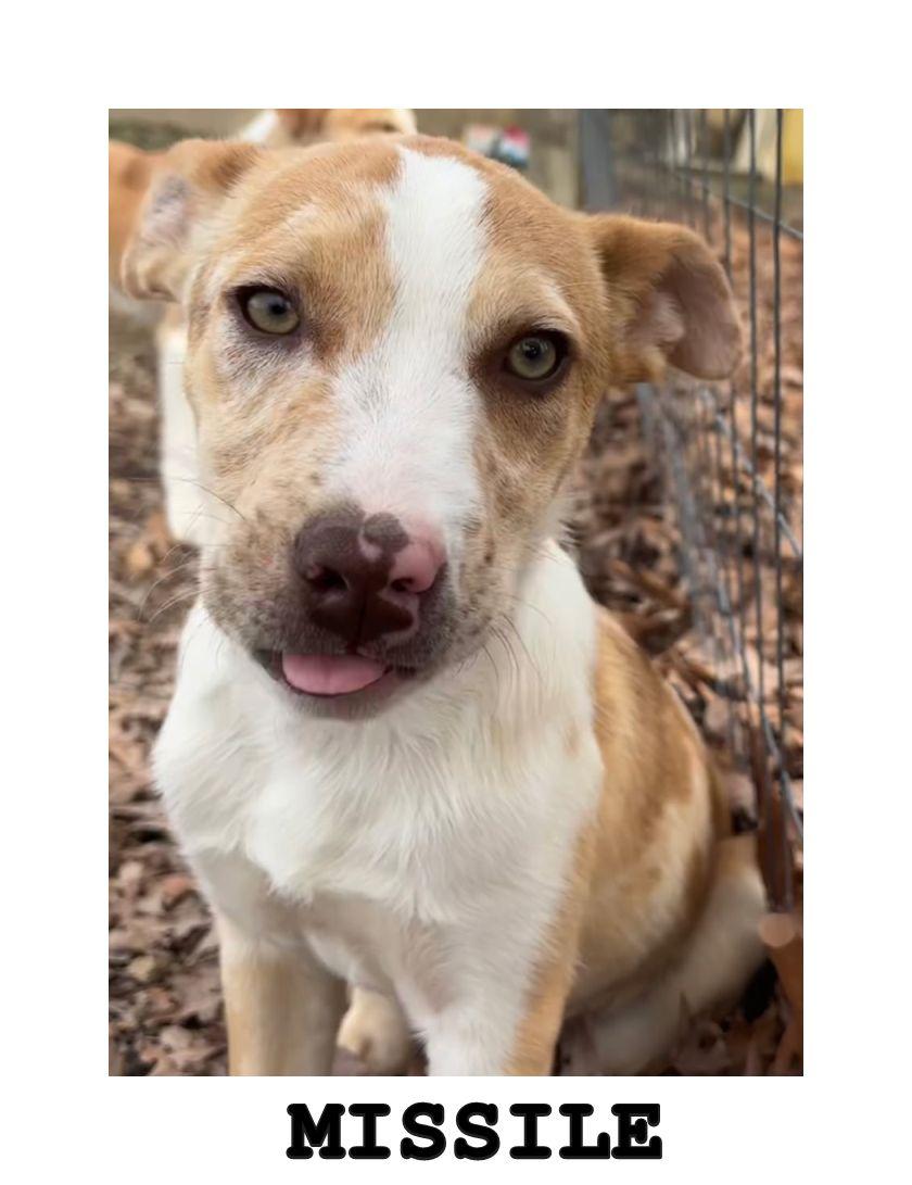 Missile, a ADOPTABLE mixed breed in Melbourne, AR image 2/3