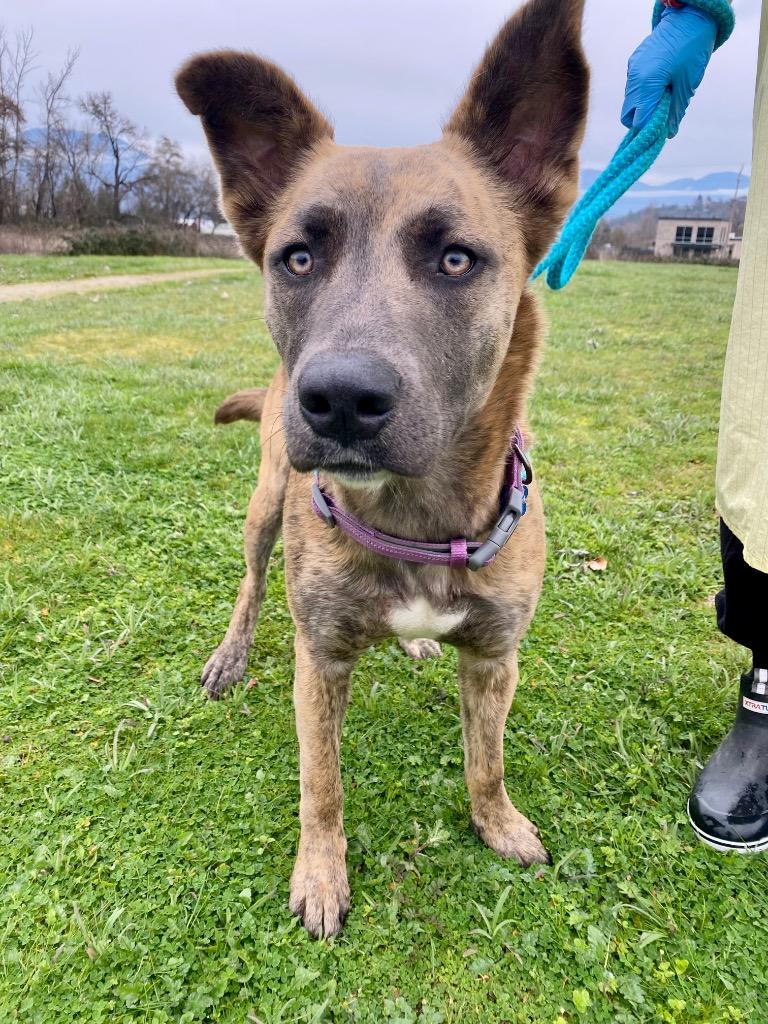 Enlarge Kayla, a Adoptable mixed breed in Grants Pass, OR image 1/5