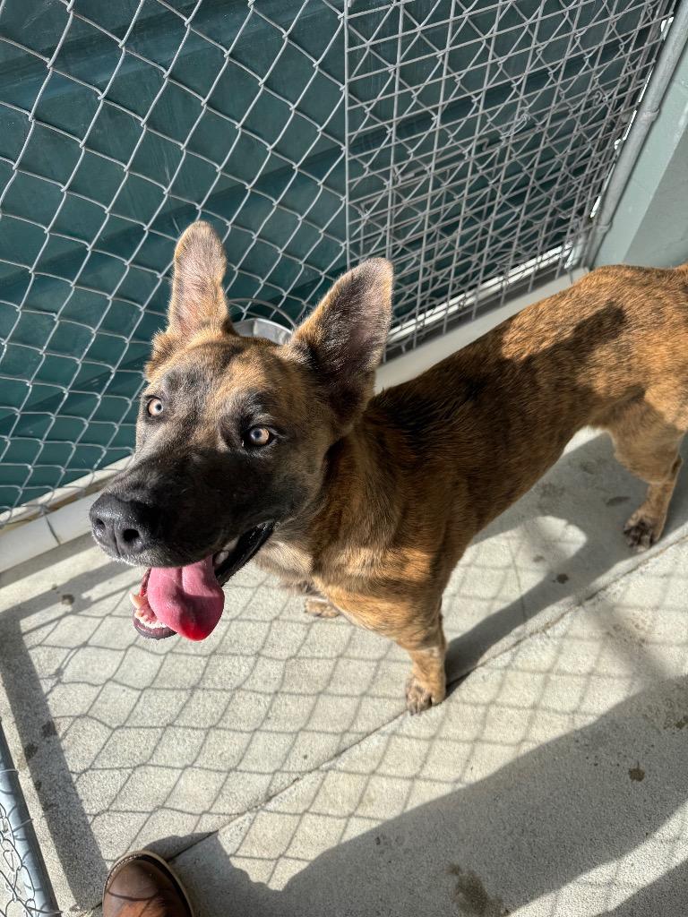 Enlarge Kayla, a Adoptable mixed breed in Grants Pass, OR image 2/5