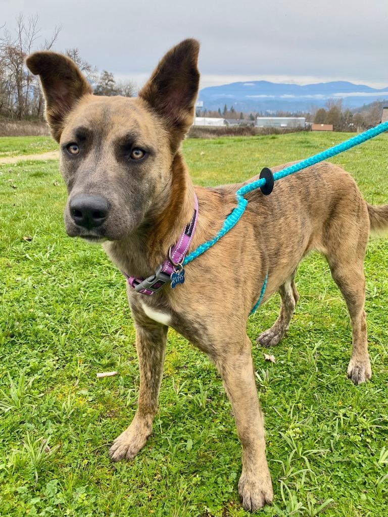Enlarge Kayla, a Adoptable mixed breed in Grants Pass, OR image 3/5