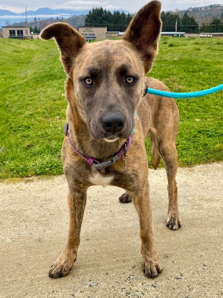 Enlarge Kayla, a Adoptable mixed breed in Grants Pass, OR image 4/5
