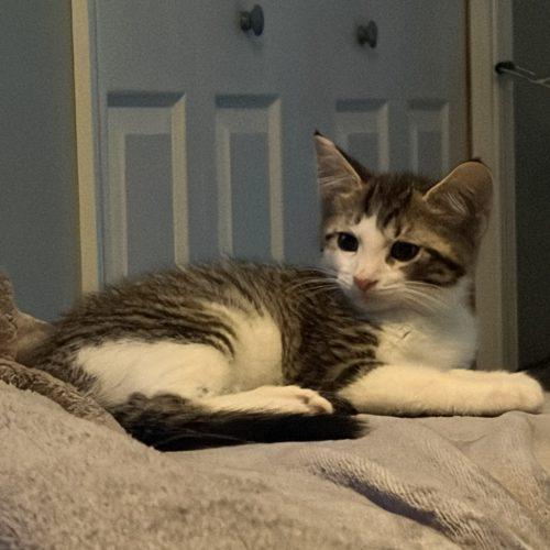 Sam, Adoptable, Kitten Male Domestic Short Hair.