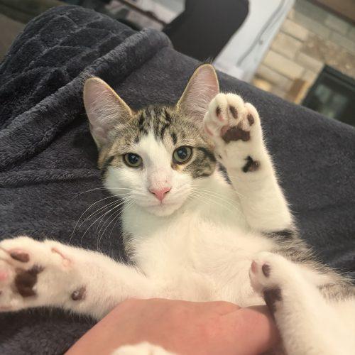 Enlarge Sam, a Adoptable Domestic Short Hair in Kenosha, WI image 2/4