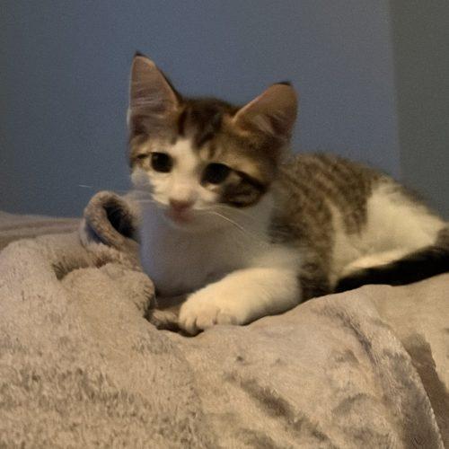 Enlarge Sam, a Adoptable Domestic Short Hair in Kenosha, WI image 3/4