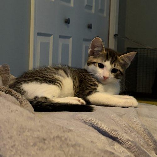 Enlarge Sam, a Adoptable Domestic Short Hair in Kenosha, WI image 4/4