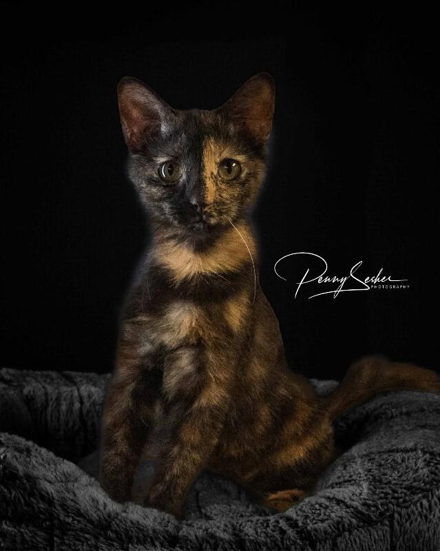 Zara, Adoptable, Kitten Female Tortoiseshell.