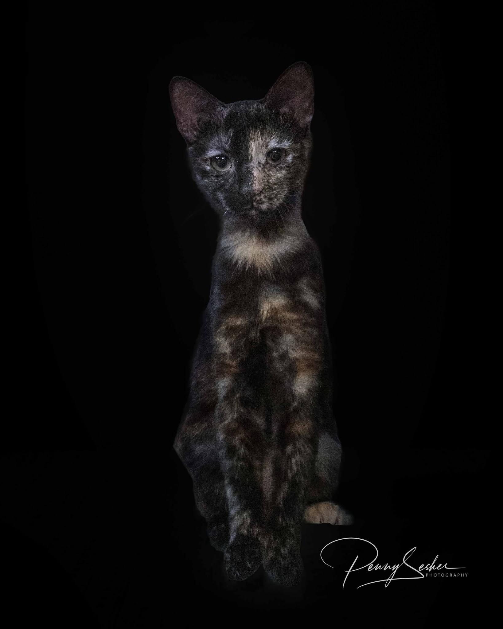 Enlarge Zara, a Adoptable Tortoiseshell in Belton, MO image 2/4
