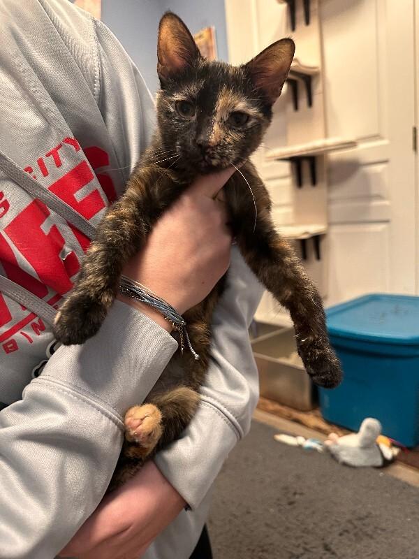 Enlarge Zara, a Adoptable Tortoiseshell in Belton, MO image 3/4