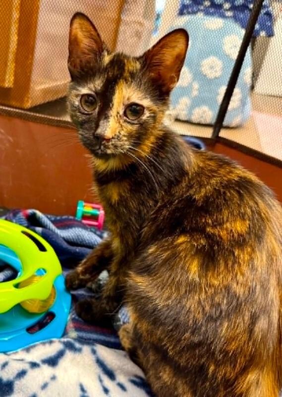 Enlarge Zara, a Adoptable Tortoiseshell in Belton, MO image 4/4