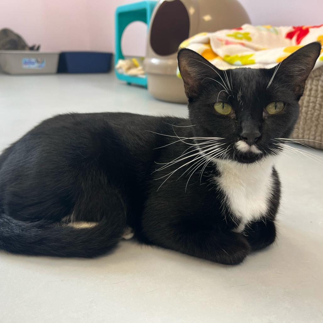 Frenchie, Adoptable, Young Female Domestic Short Hair.