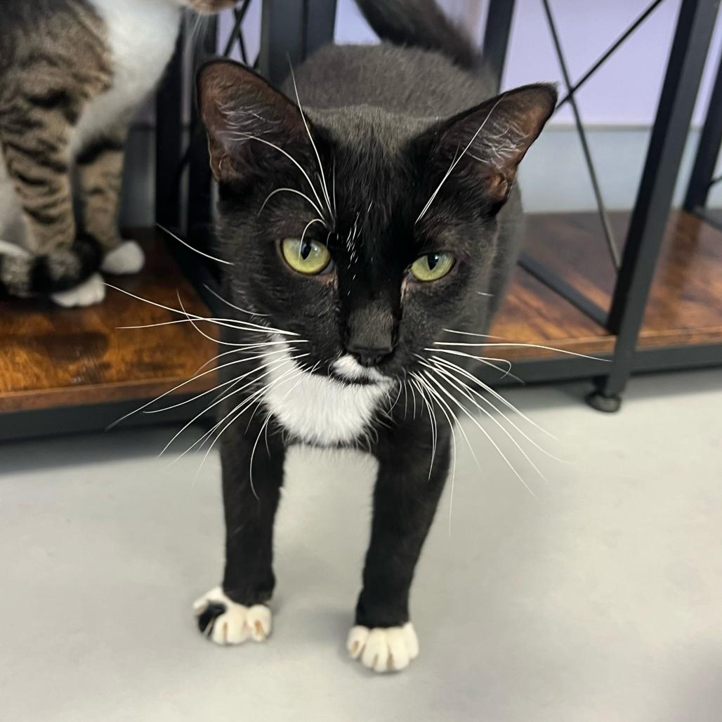 Enlarge Frenchie, a Adoptable Domestic Short Hair in Boston, MA image 2/6