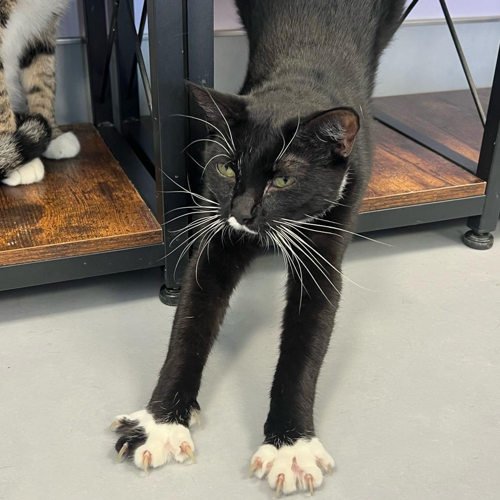 Enlarge Frenchie, a Adoptable Domestic Short Hair in Boston, MA image 3/6