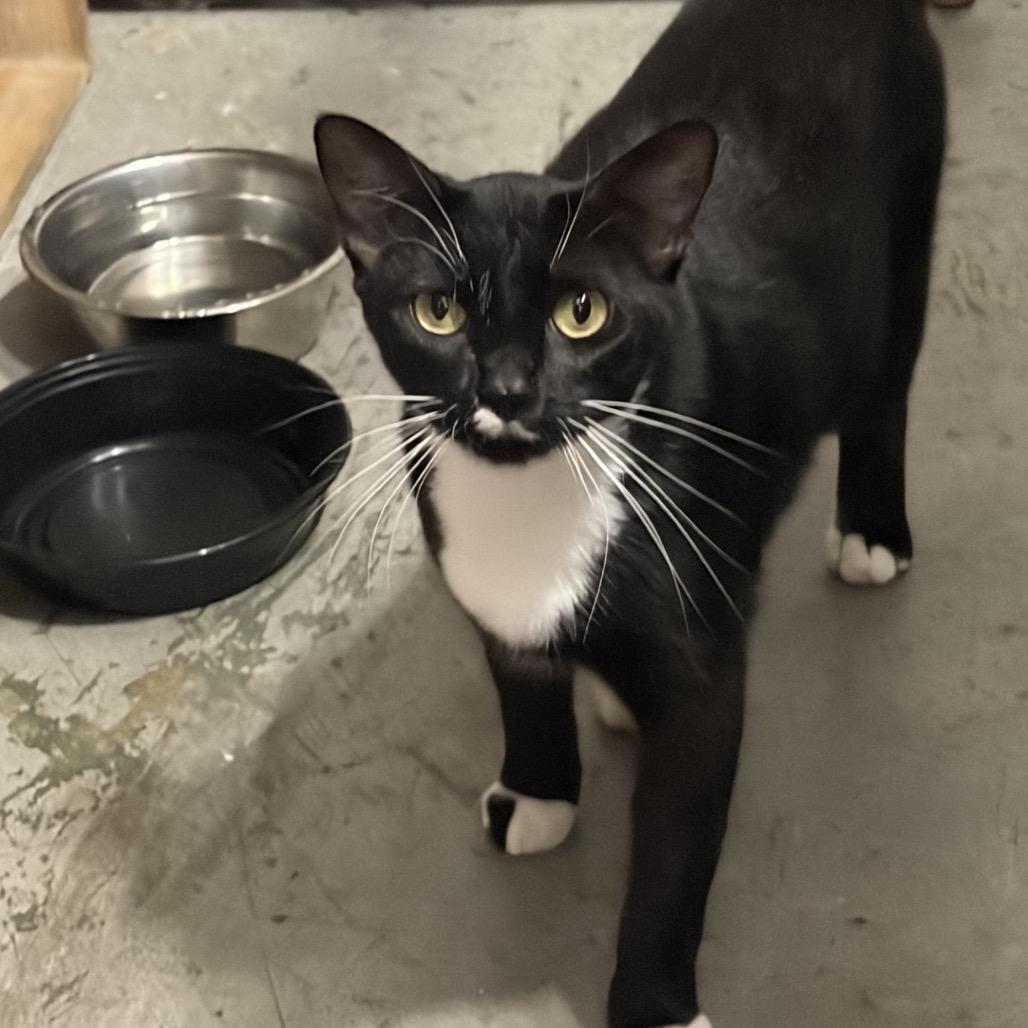 Enlarge Frenchie, a Adoptable Domestic Short Hair in Boston, MA image 4/6