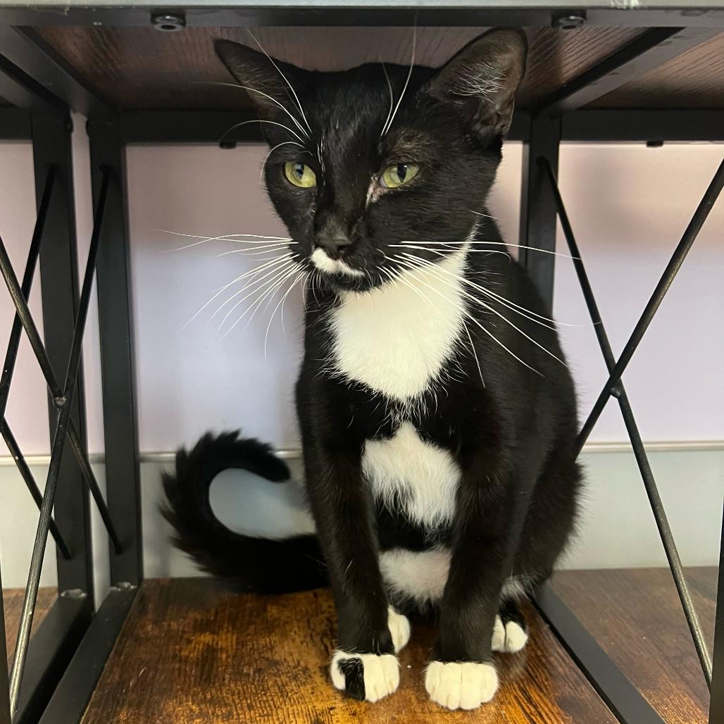 Enlarge Frenchie, a Adoptable Domestic Short Hair in Boston, MA image 6/6