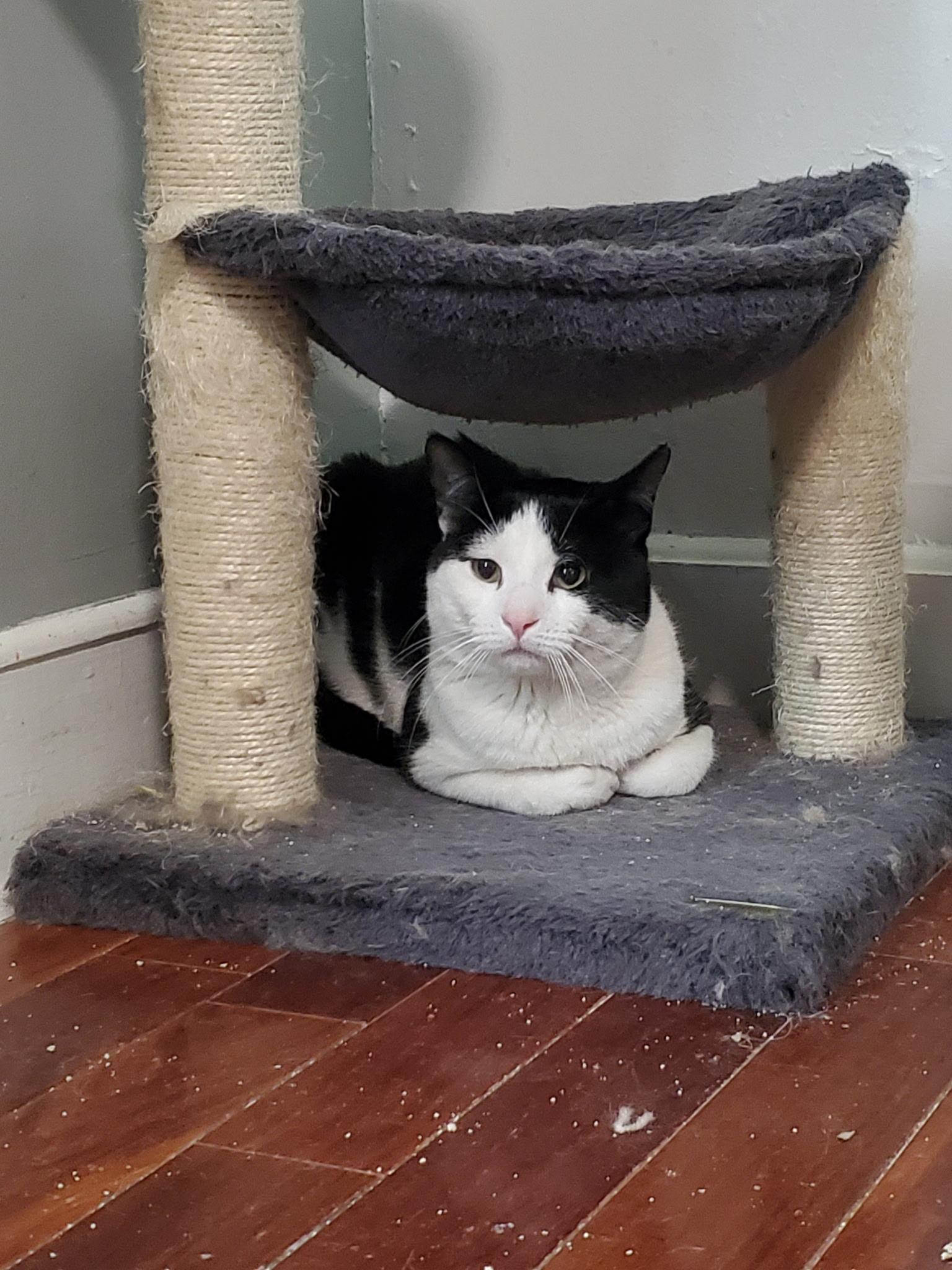 Enlarge Tocchet, a ADOPTABLE Domestic Short Hair in Maple Shade, NJ image 3/4