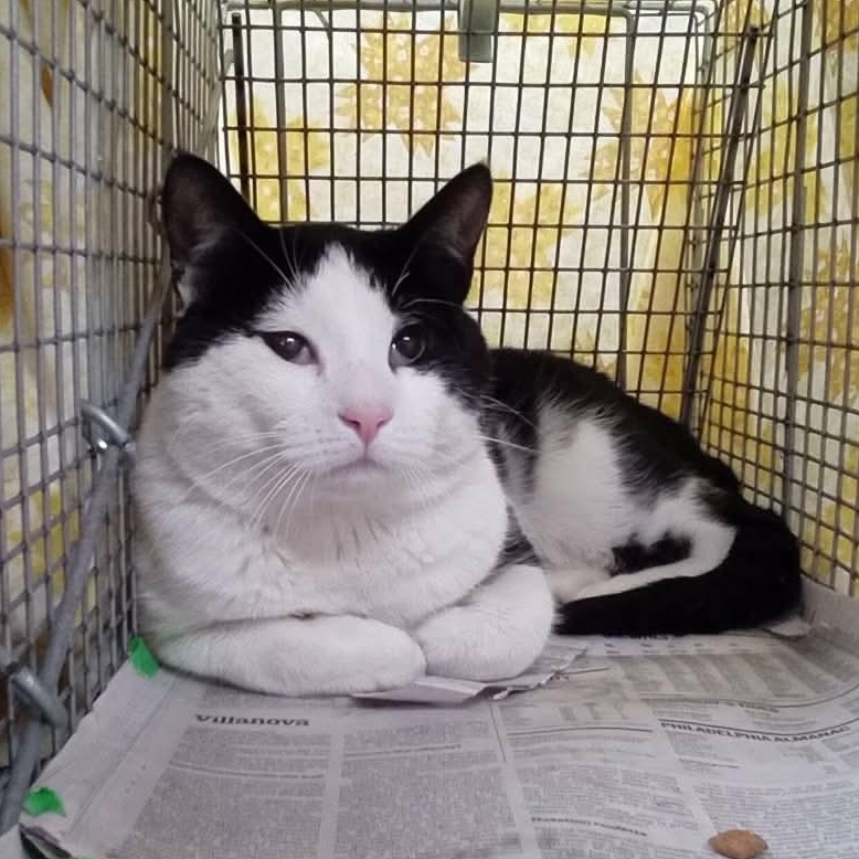 Enlarge Tocchet, a ADOPTABLE Domestic Short Hair in Maple Shade, NJ image 4/4