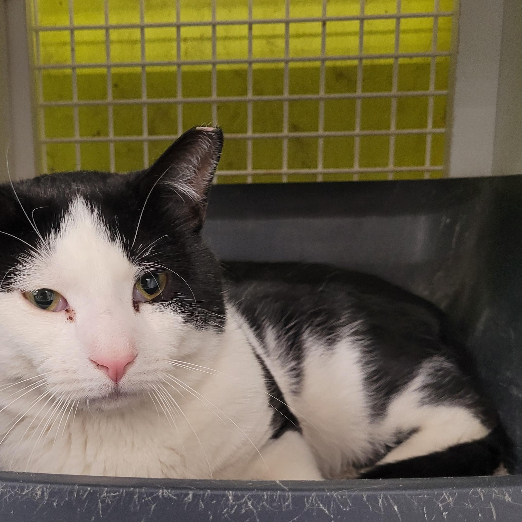 Enlarge Tocchet, a ADOPTABLE Domestic Short Hair in Maple Shade, NJ image 2/4