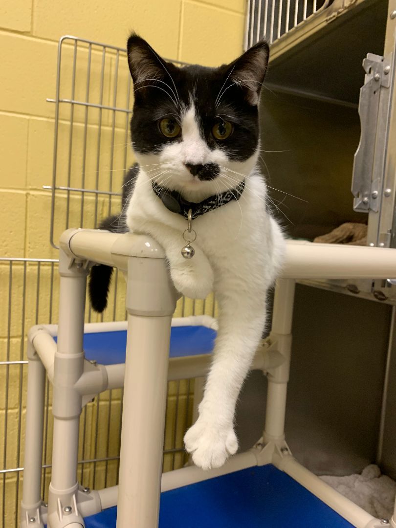 Felix, Adoptable, Adult Male Domestic Short Hair.