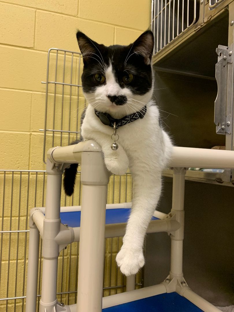 Felix — thumbnail 2