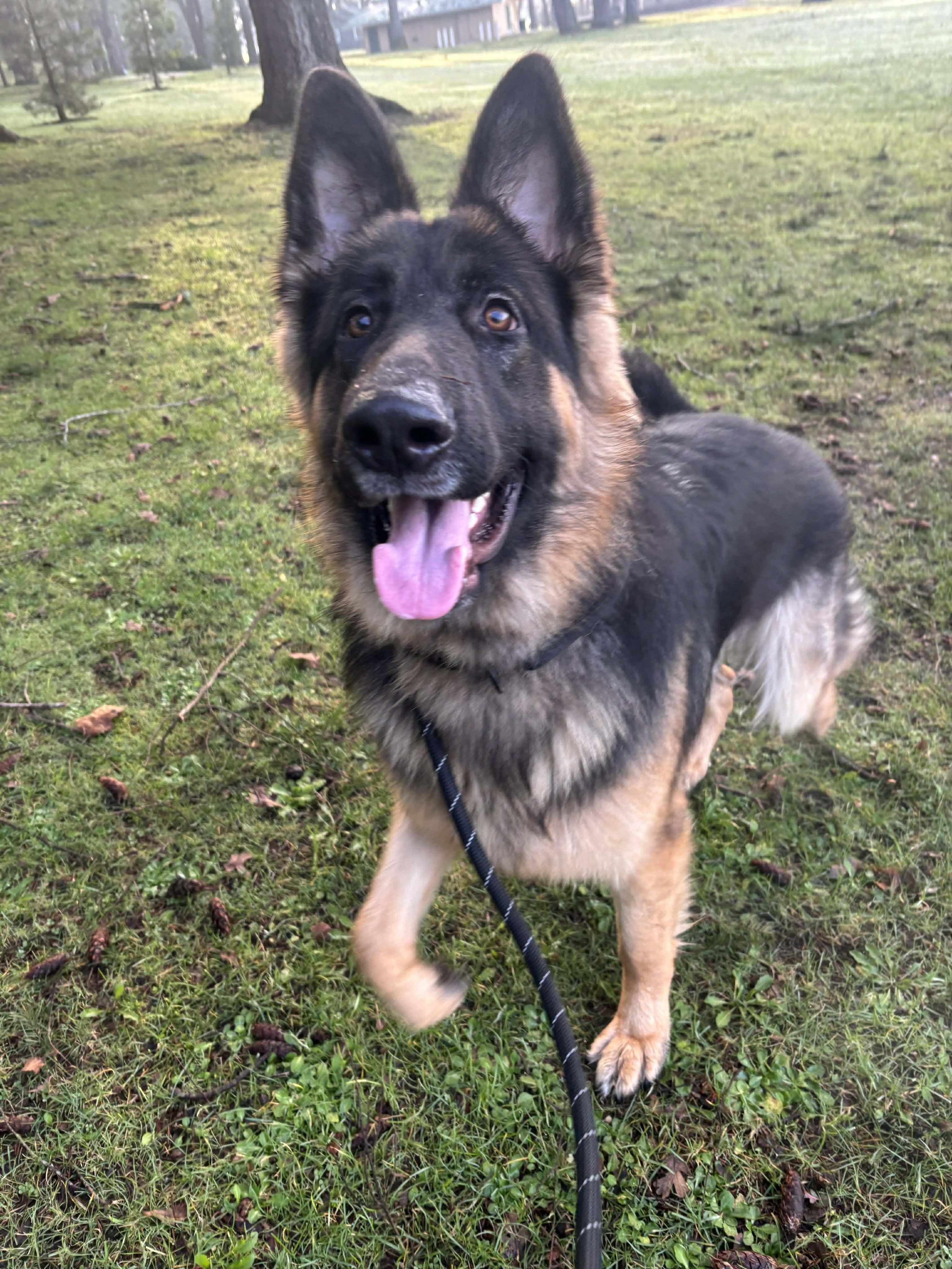 Fenrir, ADOPTABLE, Young Male German Shepherd Dog.