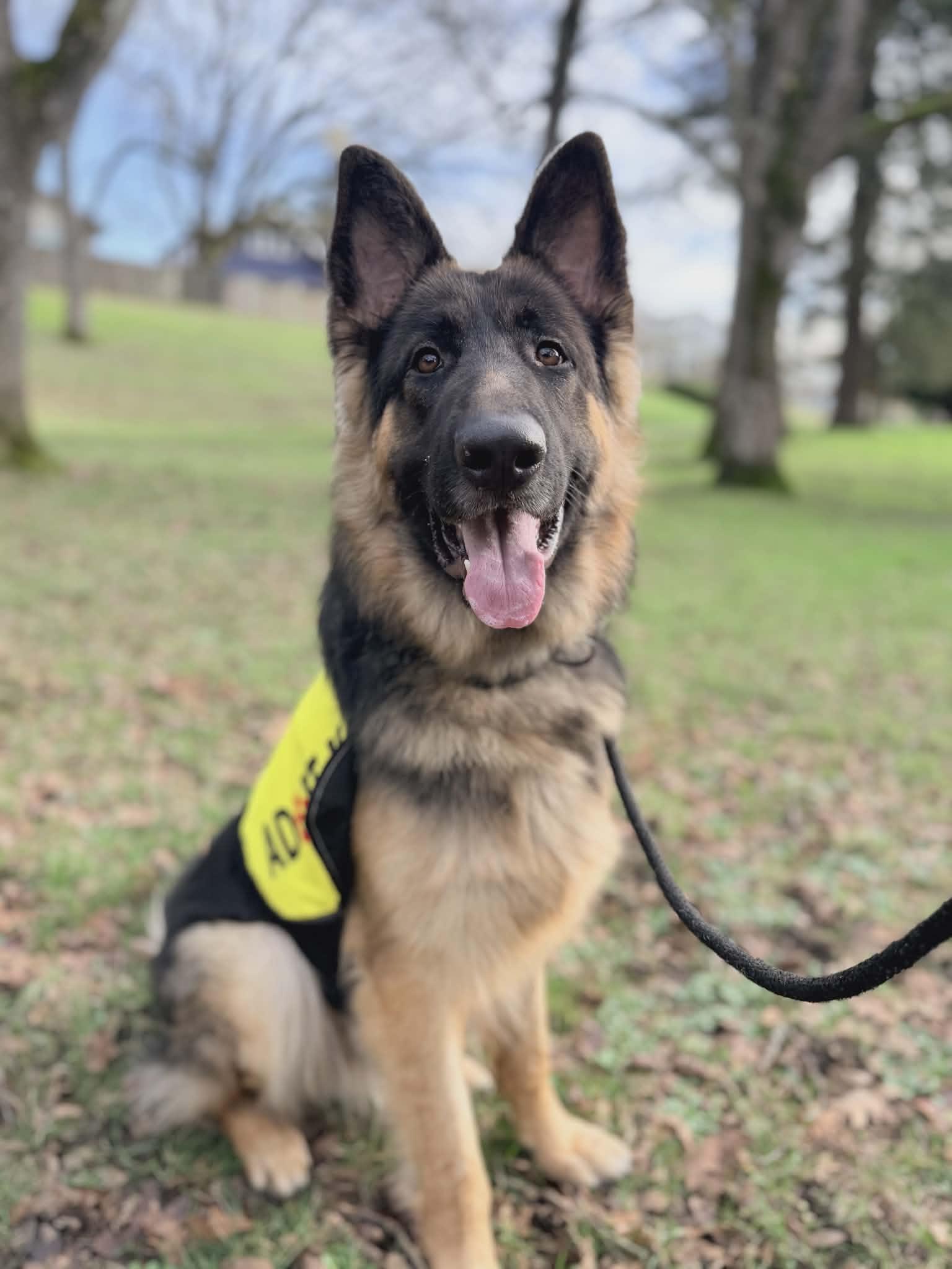 Enlarge Fenrir, a ADOPTABLE German Shepherd Dog in Tacoma, WA image 2/3