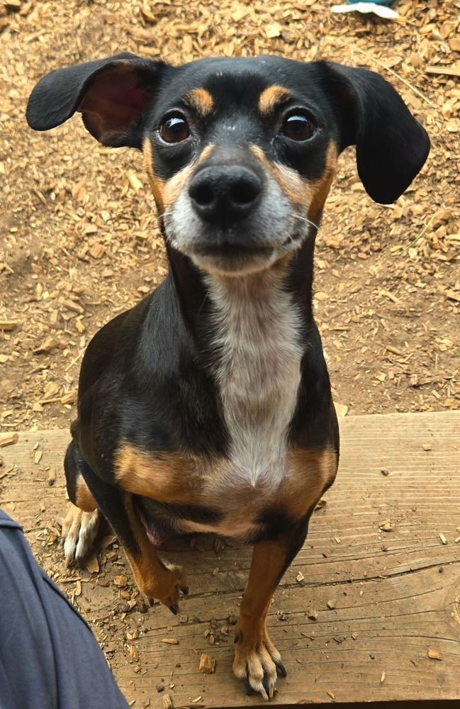Moona, Adoptable, Adult Female Beagle & Terrier.