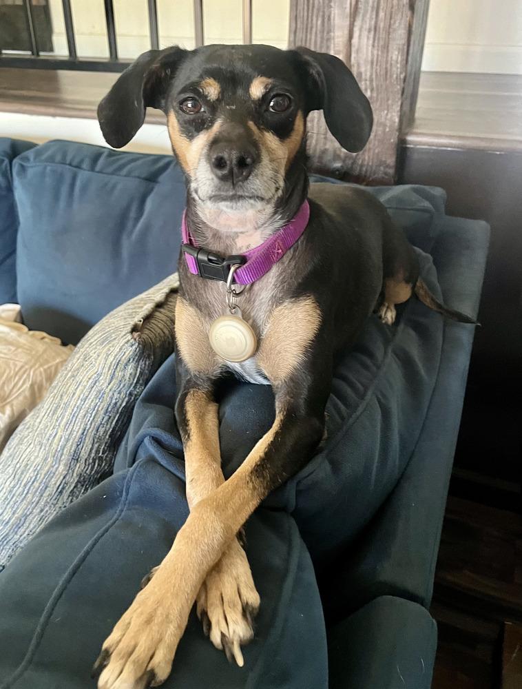 Moona, a Adoptable mixed breed in Bend, OR image 2/4