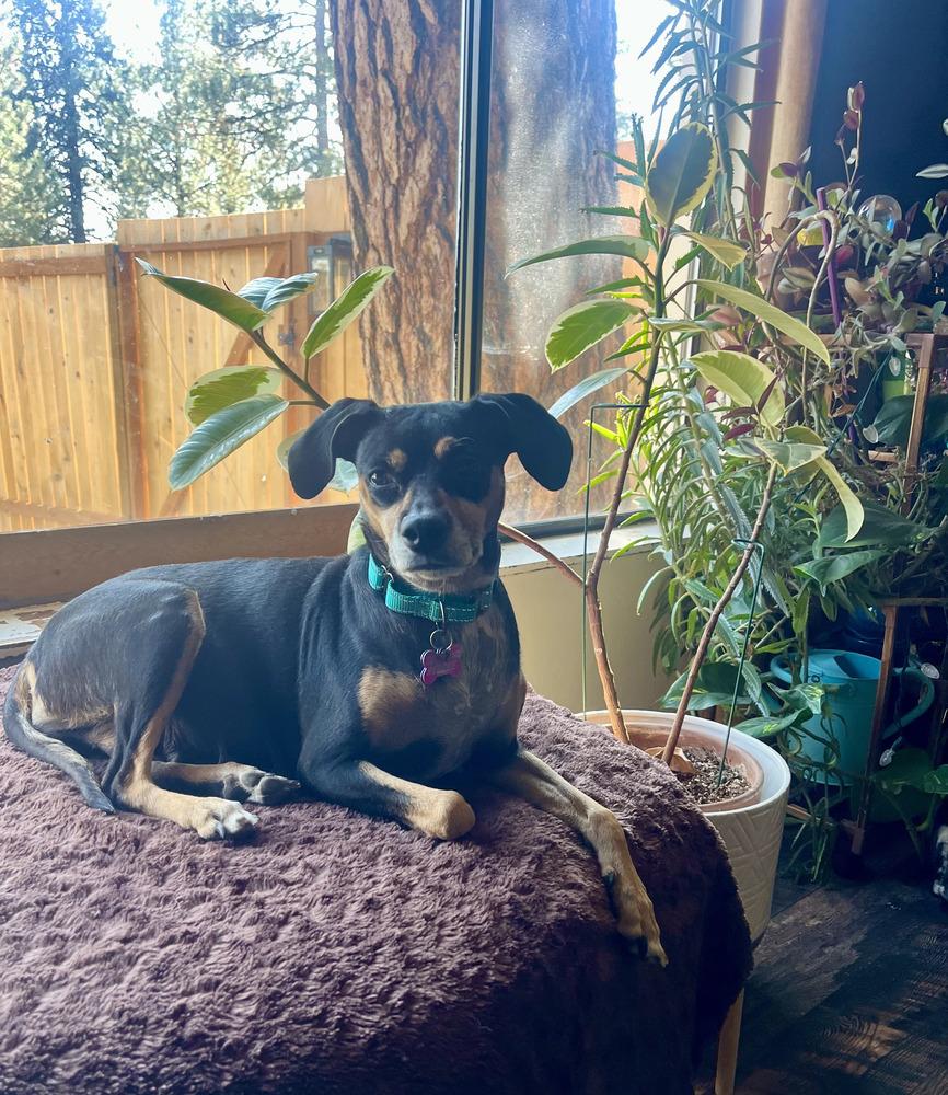 Moona, a Adoptable mixed breed in Bend, OR image 3/4