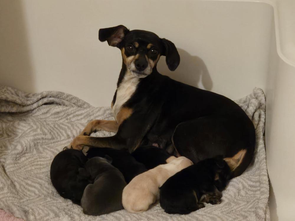 Moona, a Adoptable mixed breed in Bend, OR image 4/4