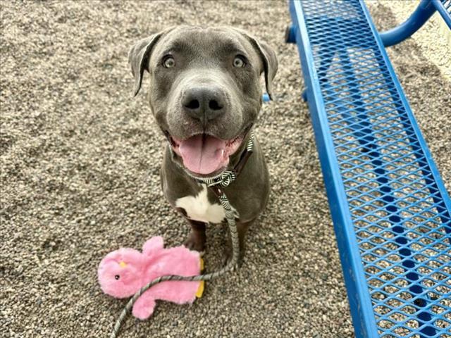 JUNIE, Adoptable, Young Male Pit Bull Terrier & Mixed Breed.