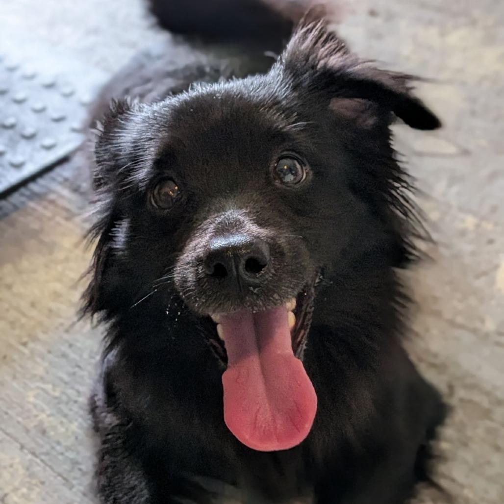 Jerry, Adopted, Adult Male Pomeranian & Chihuahua.
